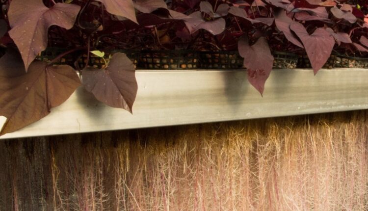 Plant Milking technology revealing the plants potential.