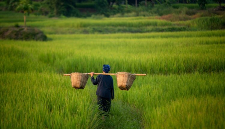 Our rice bran waxes are a great testament, a step closer to more sustainable plastics.